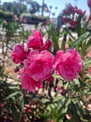 pink flower in the garden