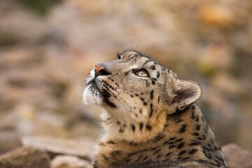 Obraz premium Snow Leopard Gazing Upward in Winter Habitat Close-Up