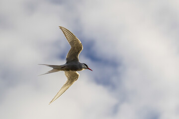 Elegant Seabird in Mid-Flight Against Cloudy Sky