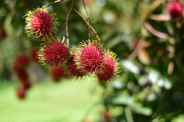 Fresh rambutan from garden for sale, Rambutan, Nasarn Rambutan, Nasarn school rambutan is most delicious rambutan in Thailand