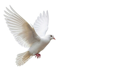 Fototapeta premium An elegant white dove flying against a pure white background. It symbolizes peace, purity, and spiritual freedom. Ideal for themes related to hope, tranquility, or ceremonial designs.