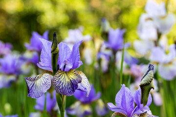 bright blue Siberian iris flowers on a blurred background. a large poan. natural light.