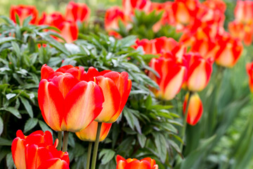 Darwin tulips are a hybrid of American Dream with red and yellow petals. a variety with large bicolor flowers. The petals of the buds combine a pale yellow shade with bright red