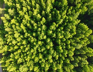 Dense forest canopy (1)