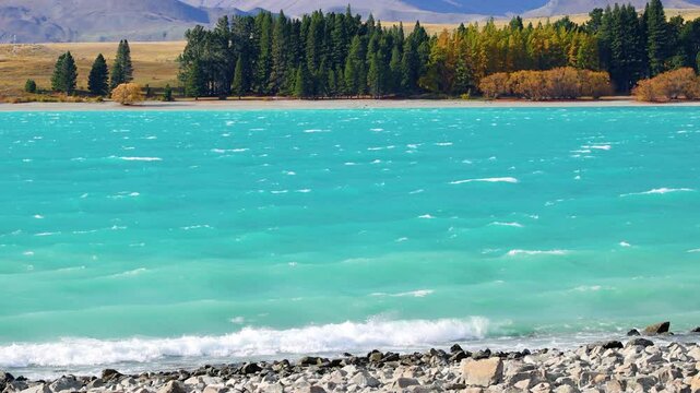 Turquoise Lake Tekapo Shoreline With Autumn Pines and Ripples