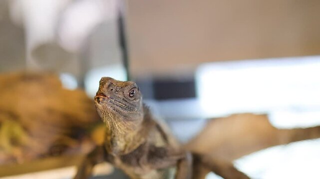 Philippine Sailfin Lizard in Captivity Observing Environment