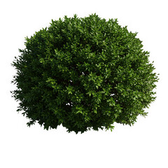 Obraz premium A green bush isolated on transparent background, a garden shrub