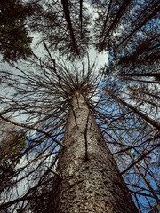 Upward perspective through tall trees in a dense forest, depicting natural beauty and growth