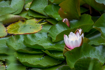 amazing attractive white lotus flowers on the water. colorful flower photography. close-up. natural...