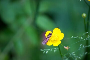 hoverfly on buttercup flower. colorful photo of wildlife. macro photo of an insect. close-up. space...