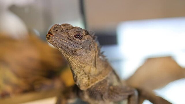 Philippine Sailfin Lizard Observing Its Surroundings