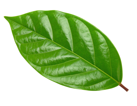 A single vibrant green leaf with visible veins and a glossy surface, showing a healthy and fresh appearance.