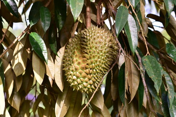 Durian Is a delicious and expensive seasonal fruit, Durian fruit on tree in farm at Thailand,...