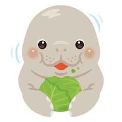 キャベツを食べるマナティ