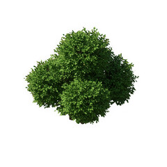 Obraz premium A dense green bush with many leaves isolated on transparent background