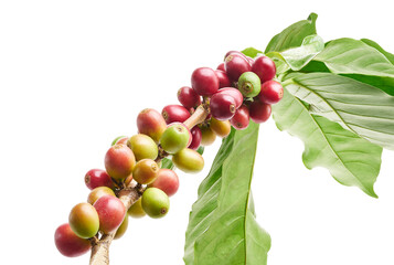 Red coffee beans on a branch of coffee tree with leaves, ripe and unripe coffee beans isolated on white background with clipping path  