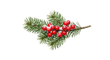 Festive Pine Branch with Red Berries.