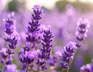 Close-up lavender field