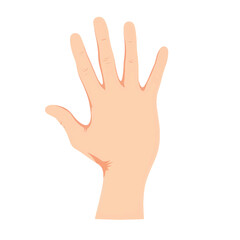 Detailed vector illustration of human hand highlighting finger joints, anatomy