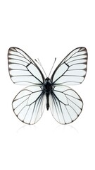 Detailed white butterfly