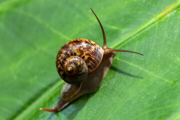 A small, brown snail with a delicate shell slowly crawls on a vibrant green leaf, captured in a...