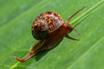 A small, brown snail with a delicate shell slowly crawls on a vibrant green leaf, captured in a...