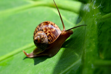 A small, brown snail with a delicate shell slowly crawls on a vibrant green leaf, captured in a macro close-up of this garden gastropod