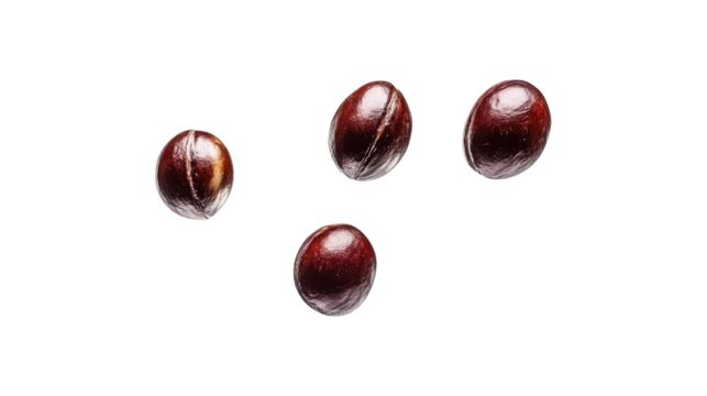 Four Raw Macadamia Nuts on a Transparent Background Contributing to Healthy Snacking Options