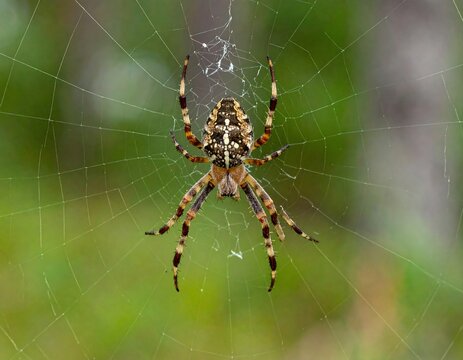 Cross Orb-weaver Spider on Web