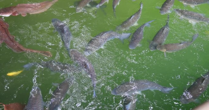 Footage of Fish in the lake; Tasik Biru, Bau, Sarawak