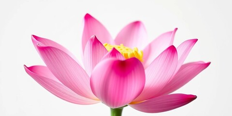 Obraz premium Close-up of a vibrant pink lotus flower, delicate petals unfurled against a pure white background, isolated, nature
