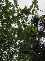 Fototapeta premium Fig tree branches with green leaves and figs against cloudy sky
