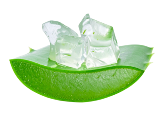 Opened aloe leaf with jelly texture