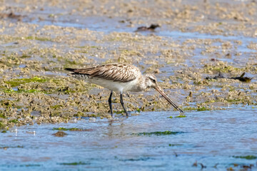 Whimbrel searching for food.