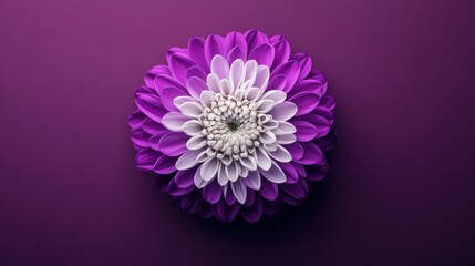 Close-up of a vibrant purple and white flower