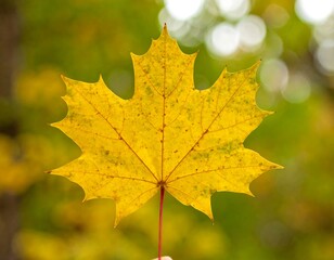 Close-up of autumn leaf