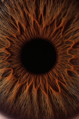 Detailed macro shot reveals intricate patterns of an eye. The colors range from deep black to warm browns and orange.