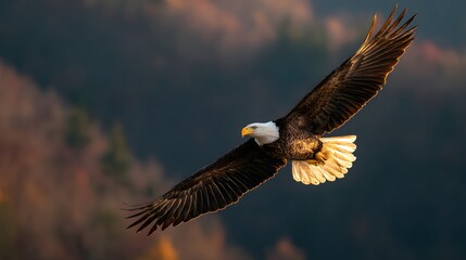 Obraz premium A stunning bald eagle soars majestically over a mountain valley, capturing the beauty of nature at golden hour.