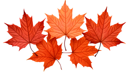 Vibrant autumn leaves display a rich orange and red color palette isolated on transparent background