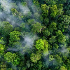 Lush rainforest canopy, mist-filled