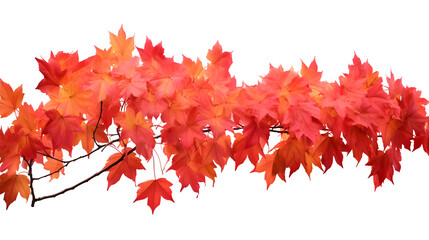 Vivid red maple leaves on a branch display autumn foliage beauty isolated on transparent background