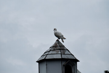 White Pigeon on a rooftop_Tam Dao, Vietnam