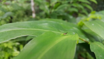 Heleomyzinae, Homoneura, Dirioxa pornia. Shot in jungle. World Wildlife Conservation Day on December 4th. 