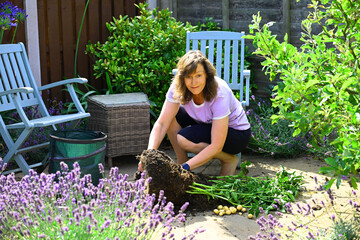 Woman collecting home and container grown, new potatoes, in July.