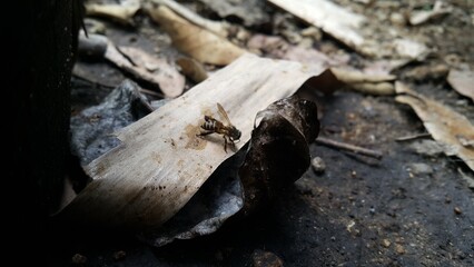 African Honey Bee (Apis Mellifera) targeted in the forest. Perfect for documentaries about tropical rainforests and World Wildlife Conservation Day on December 4th.