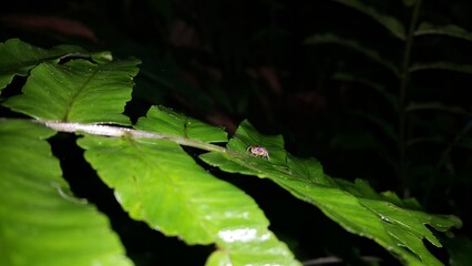 Pseudemathis trifida, Lurio conspicuus, Salticidae, ordo Araneae, phanias, Tutelina elegans,...