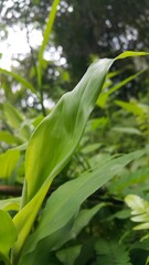 A beautiful fresh green leaf. The plant has a beautiful expressive structure. World Environment Day on June 5th. World Wildlife Conservation Day on December 4th. World Nature Conservation Day on July 