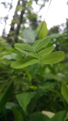 Saga creeper (Abrus precatorius) is an antisprue medicinal plant when combined with betel leaves and is popular in Asian countries.