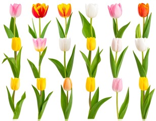 Obraz premium Colorful tulip arrangement