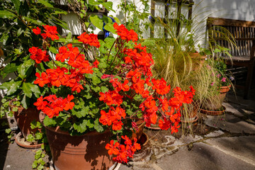 Zonal geraniums (Pelargonium hortorum) in a terracotta pot on the terrace together with other...